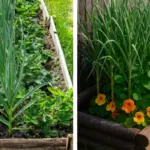 Thanksgiving Cactus Care for November: Their Time to Bud & Bloom! + Reasons They Don’t Bloom