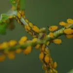 My nana showed me this trick to make bare patches green again in just 3 mins with 0 effort. Here’s how it works