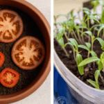 Stop Buying Blueberries- Use This Clever Method To Get A Never Ending Supply