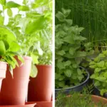 12 Best Flowers & Vegetables to Plant In October