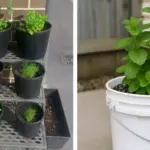 Why You Should Grow Borage: Its Benefits and How to Use It