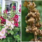 If You Have a Few Buckets, Here Are Smart Ways to Use Them in the Garden