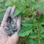 10 Powerful Benefits of Simmering Pine Needles – And Why You Should Try It