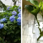 Why Gardeners Should Collect Pine Cones: Nature’s Hidden Gem