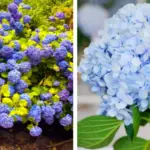 15 Plants that Can Thrive in Low-Quality Soil