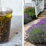 8 Common Reasons Your Christmas Cactus Is Dropping Buds – and What to Do About It