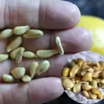 How to Make Your Mums Bloom All Fall (And For Years After)