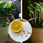 Ginger Has Unbelievable Power: It Can Help Treat These 12 Diseases