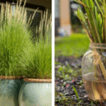 Companion gardening is an ancient practice that modern gardeners still swear by. The idea is simple: grow plants together in ways that help each other thrive.