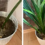 10 Best Herbs to Grow in Buckets This November