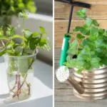 Cutting Back Coneflowers in Fall – The Right (and Wrong) Way to Do It