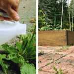 25 Seeds to Plant in Fall for Blooms Next Year