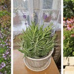 7 Houseplants You Can Grow from Cuttings in November