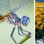 Why Everyone Should Keep an Aloe Vera Plant in Bathroom: 6 Reasons