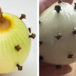 When a Praying Mantis Appears in Your Garden, It’s No Coincidence – Here’s What It Means