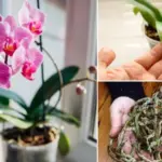 15 Plants that Can Thrive in Low-Quality Soil