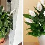 Scatter Matchsticks in the Soil – 5 Reasons Gardeners Swear by This Old Trick