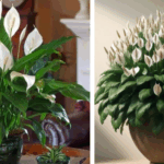 Why You Should Leave Dandelions Growing (Not Pull Them All Out!)