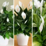 Why You Should Boil Orange Peels with Cloves: 7 Reasons