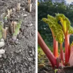 How to Grow Hydrangea from Cuttings