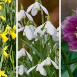 Thanksgiving Cactus Care: How to Get Your Cactus to Bloom