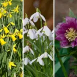 15 Shrubs that Bloom All Year