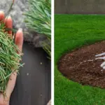 Epsom Salt in the Garden: The Plants That Thrive on It (and How to Use It Right)