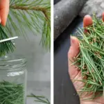 Most People Don’t Realize Rosemary Can Fix These 17 Daily Complaints