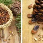 Scatter Dried Rosemary in Your Garden – 5 Surprising Ways It Protects Your Plants