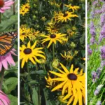 Scatter Dried Rosemary in Your Garden – 5 Surprising Ways It Protects Your Plants