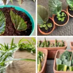 Special Trick to Root Garlic Quickly & Have Unlimited Supply