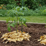 15 Perennials You Should Never Cut Back In Fall