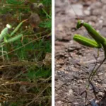 Benefits of Putting Cloves in an Onion: The Powerful Home Remedy People Still Swear By