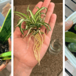 The Hidden Health Benefits of Thyme: The Herb That Can Heal More Than You Think