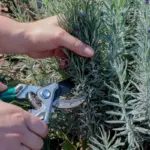 Don’t Toss That Orchid! Here’s the Secret to Making It Bloom Again and Again