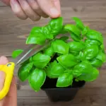 How to Grow Mango from Seed at Home (Easy Method That Really Works)