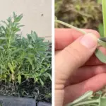 Woman wrapped autumn leaves around mason jars. Just wait until you see them glow on her porch!