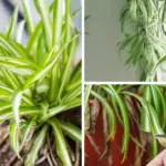 How to Get Your Christmas Cactus to Bloom Twice in One Season