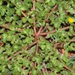 8 Clever Gardening Hacks For a Beautiful and Successful Garden