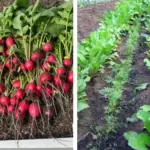 How to Plant Onions in Cardboard Egg Cartons: A Genius Beginner-Friendly Method