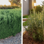 10 Perennials You Should Plant in November for a Thriving Garden Next Year