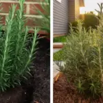 How to Force Spider Plants to Flower to Have More Spider Plants