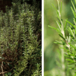 Baking Soda in the Garden: The Plants That Thrive on It (and How to Use It)