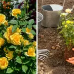 Epsom Salt in the Garden: The Plants That Thrive on It (and How to Use It Right)