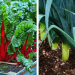 When Squeezing Lemons, Don’t Discard the Seeds—They’re Very Valuable!