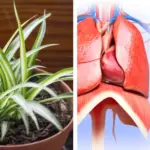 10 Perennials You Should Plant in November for a Thriving Garden Next Year