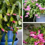 10 Perennials You Should Plant in November for a Thriving Garden Next Year