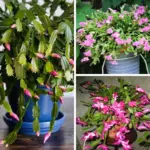 15 Shrubs that Bloom All Year