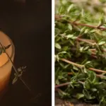 Benefits of Putting Cloves in an Onion: The Powerful Home Remedy People Still Swear By