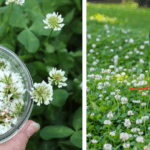 If a Dragonfly Lands Near You, Here’s What the Universe Might Be Telling You